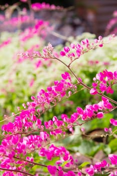 Blossom flower of Antigonon leptopus (Coral Vine)