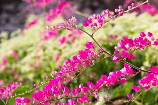 Blossom flower of Antigonon leptopus (Coral Vine)