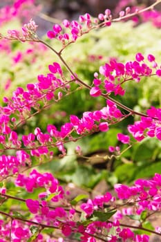 Blossom flower of Antigonon leptopus (Coral Vine)