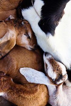 close up image of baby goat sleep in the farm