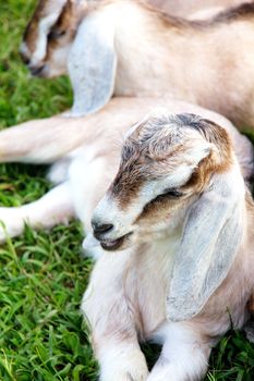 close up image of baby goat sleep in the farm
