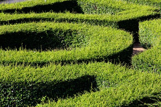 labyrinth maze of tall bushes.