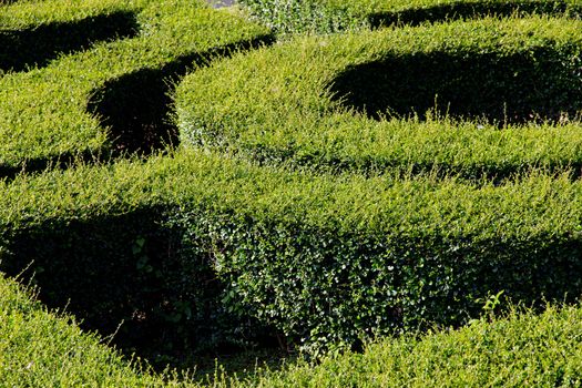 labyrinth maze of tall bushes.
