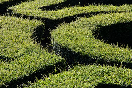 labyrinth maze of tall bushes.