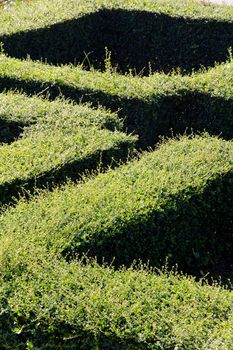 labyrinth maze of tall bushes.