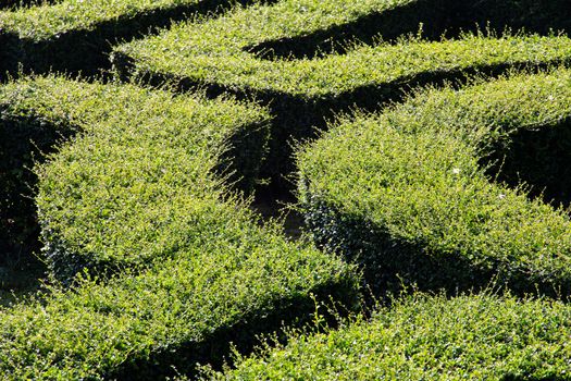 labyrinth maze of tall bushes.