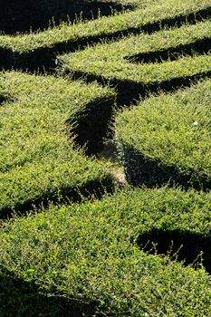 labyrinth maze of tall bushes.