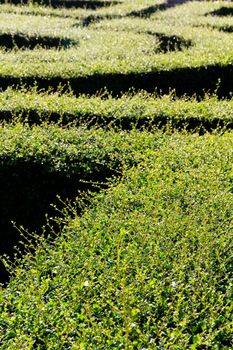 labyrinth maze of tall bushes.