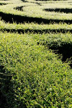 labyrinth maze of tall bushes.