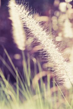 A flower of weed grass with sun light