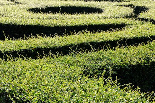 labyrinth maze of tall bushes.
