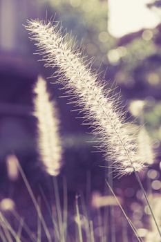 A flower of weed grass with sun light