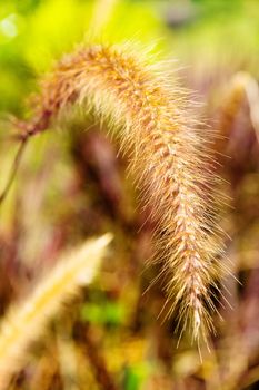 A flower of weed grass with sun light