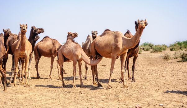 Herd of Indian Camels, Camelus dromedarius, in deserts of Rajasthan, India