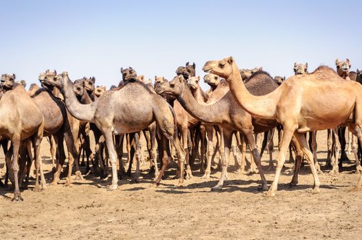Herd of Indian Camels, Camelus dromedarius, in deserts of Rajasthan, India