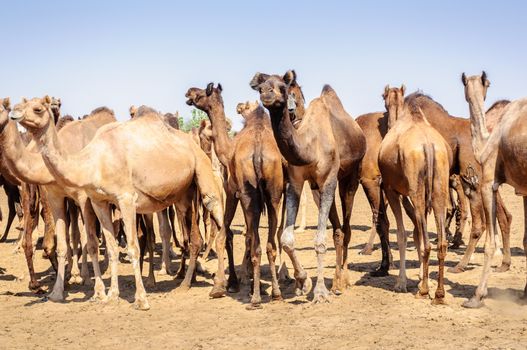 Herd of Indian Camels, Camelus dromedarius, in deserts of Rajasthan, India