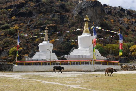 Tibetian buddhist stupas and cows