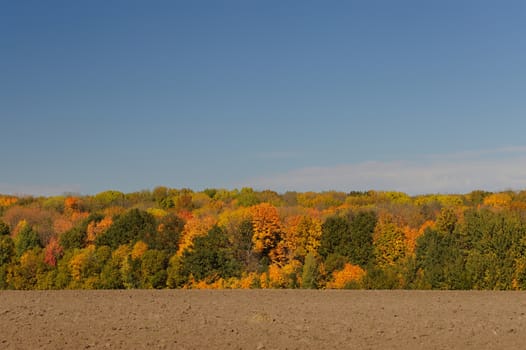 Autumn landscape with fields,trees and clear sky. Russia, Novosil