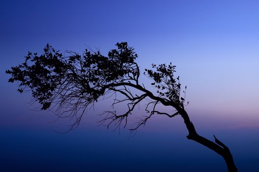 Tree silouette with mist background in moring