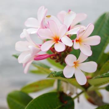 Frangipani flower in pink and white color