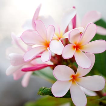 Frangipani flower in pink and white color