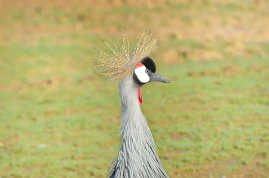 Neck and head of african grey crane