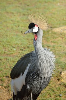 large african grey crane