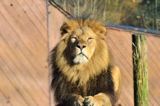 large male lion facing camera