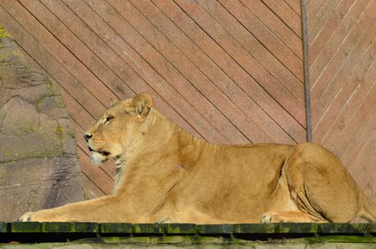 Large lion lying down