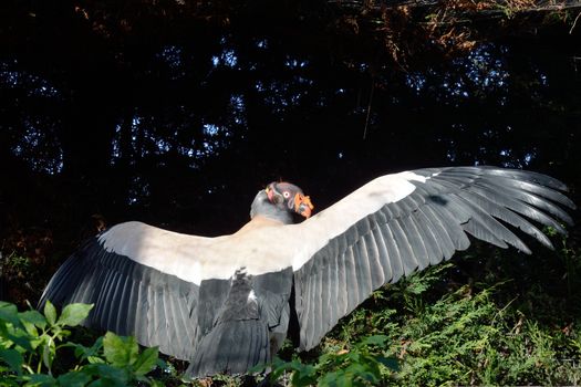 Large Black and white vulture bird of prey