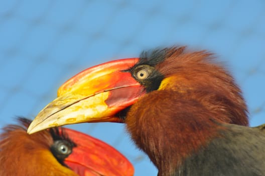 large bight  colorful hornbills