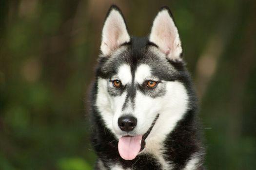 Husky dog in the forest