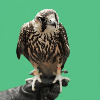 closeup of beautiful eagle with nature background  