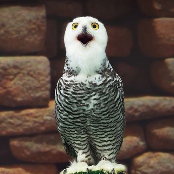 closeup of snow owl with nature background