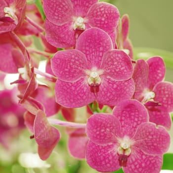 closeup of beautiful orchid flower
