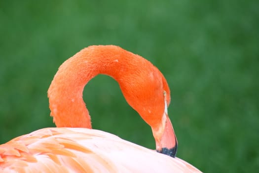 A detailed view of a flamingo (Phoenicopterus ruber) 