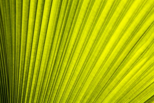 One of the pattern on the palm leaves.