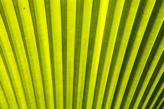 One of the pattern on the palm leaves.