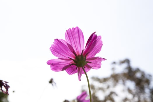 Cosmos Flower field with white sky  in Thailand (flowers, spring, field)