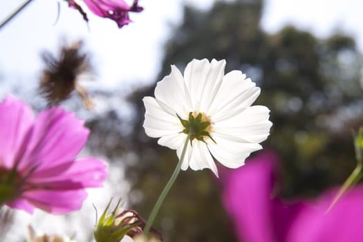 Cosmos Flower field with white sky  in Thailand (flowers, spring, field)