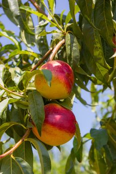 Peach tree during the period of maturation, ready for harvest