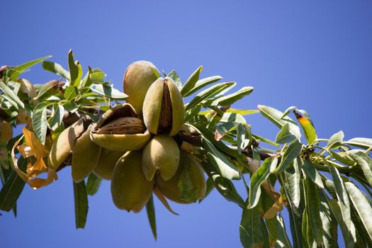 Branch of the tree of almonds, ready for harvest in late summer