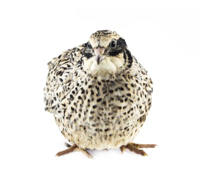 quail isolated on white background