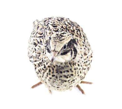 quail isolated on white background