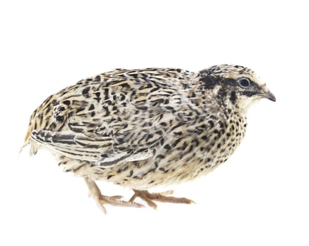 quail isolated on white background