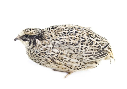 quail isolated on white background