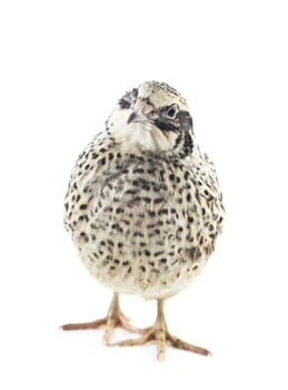 quail isolated on white background