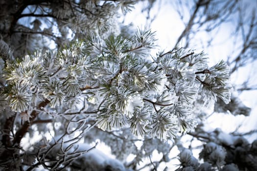 Christmas evergreen spruce tree with fresh snow