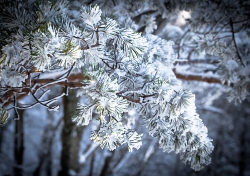 Christmas evergreen spruce tree with fresh snow
