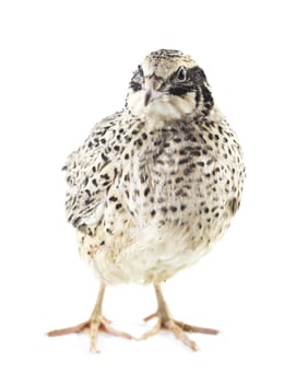 quail isolated on white background